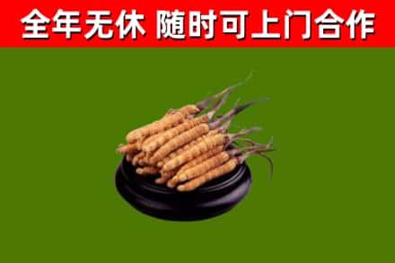 剑河回收冬虫夏草