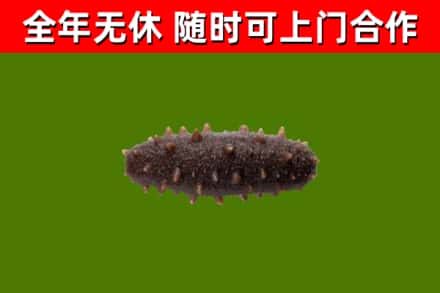剑河回收海参干